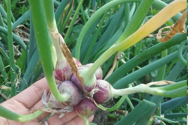 Кракен сайт 16