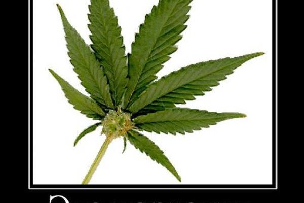 Рабочая ссылка кракен в тор